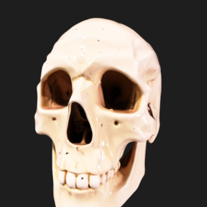Anatomical Human Skull