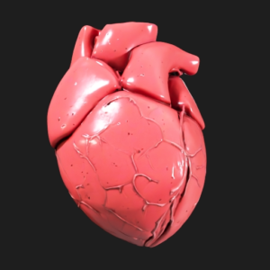 Realistic Anatomical Heart Model