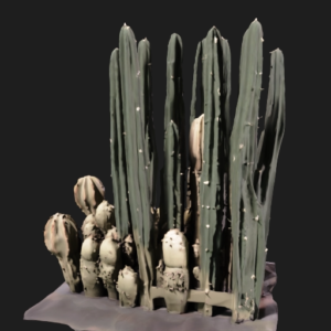 Desert Cactus Cluster