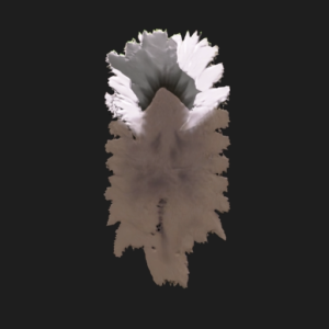Realistic Fern Plant
