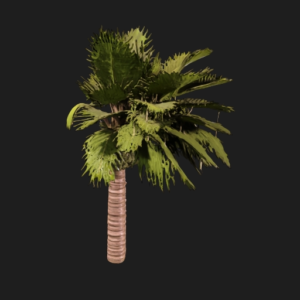 Tropical Palm Tree